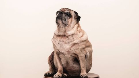 Signos sutiles de que tu mascota está gorda, según los veterinarios
