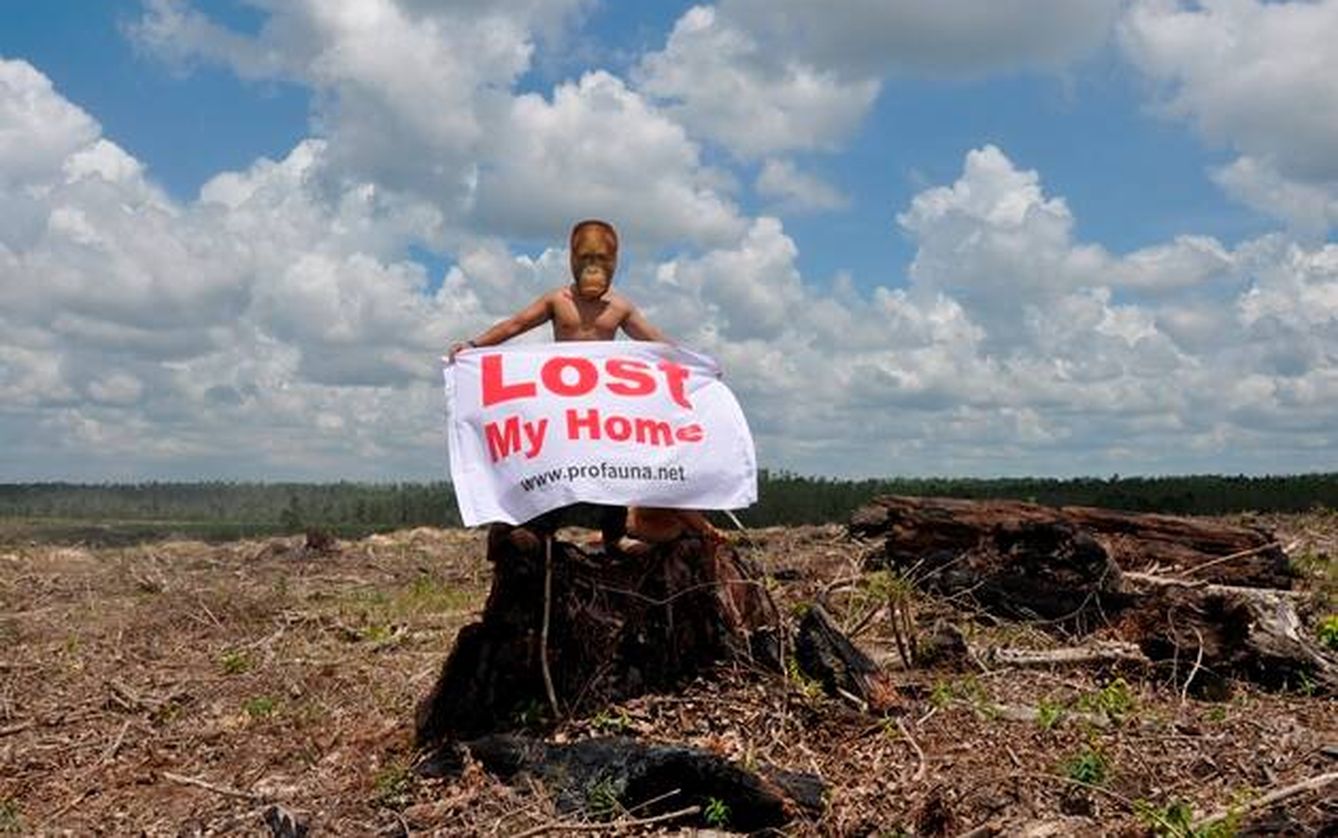 Protesta en contra de la deforestación que afecta a los orangutanes en Kalimantan. (Profauna)