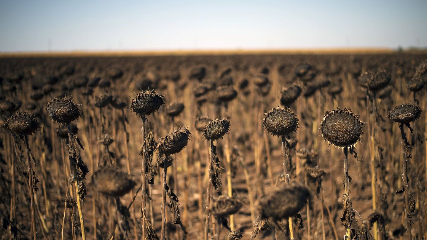 Campo de girasoles afectados por la sequía (EFE/V.Donev)