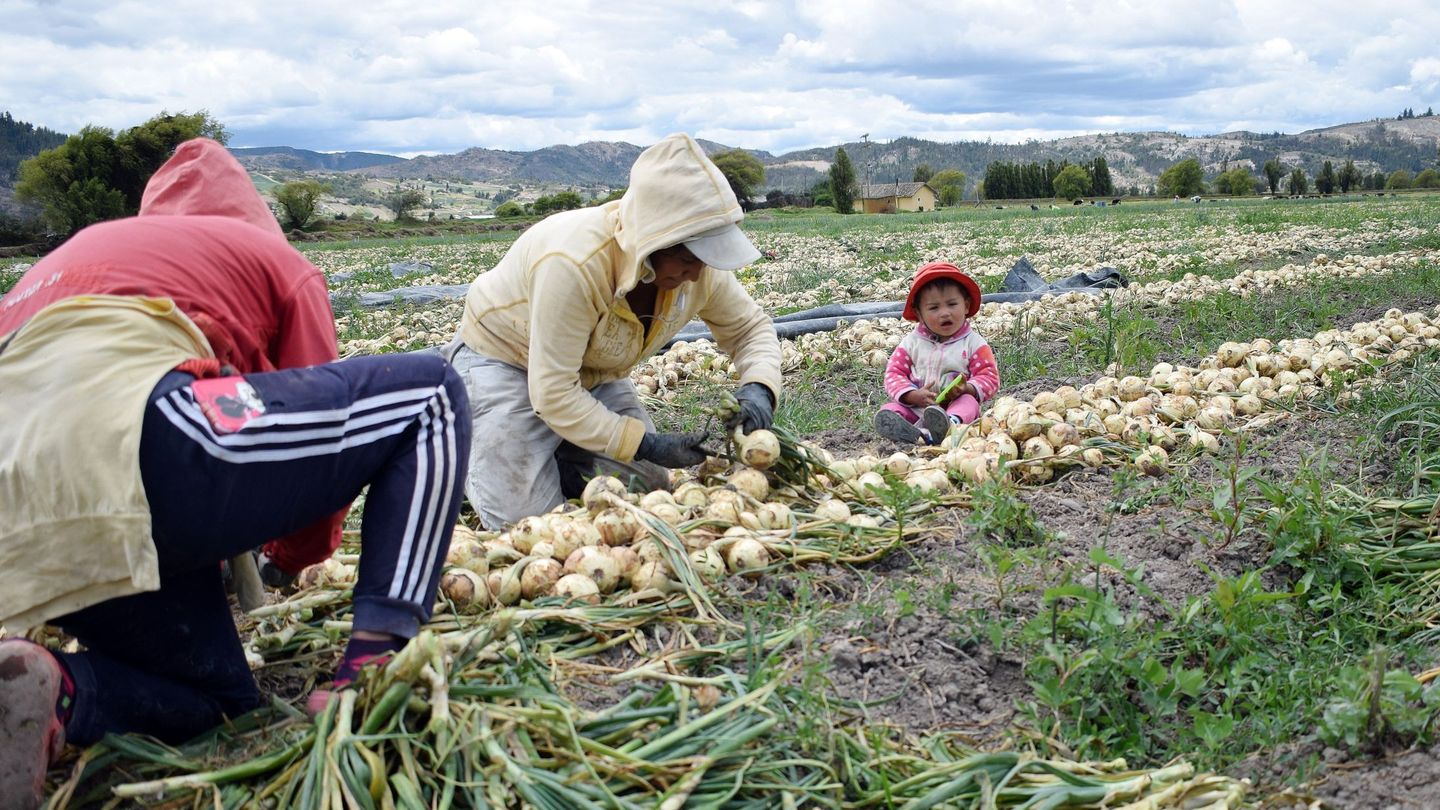 Monocultivo de cebollas en Colombia. (EFE)