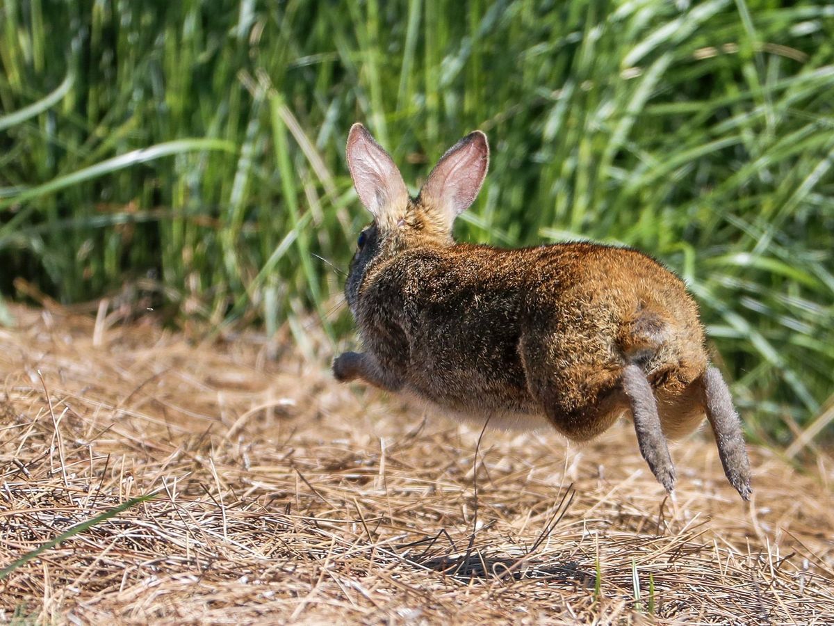 Foto: Un conejo silvestre sale de su madriguera. (EFE/ERIK S. LESSER)