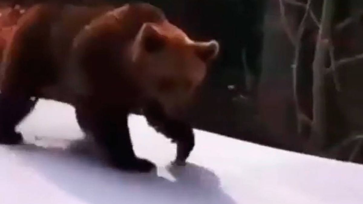 El vídeo viral de un oso persiguiendo a un instructor de esquí en Rumanía