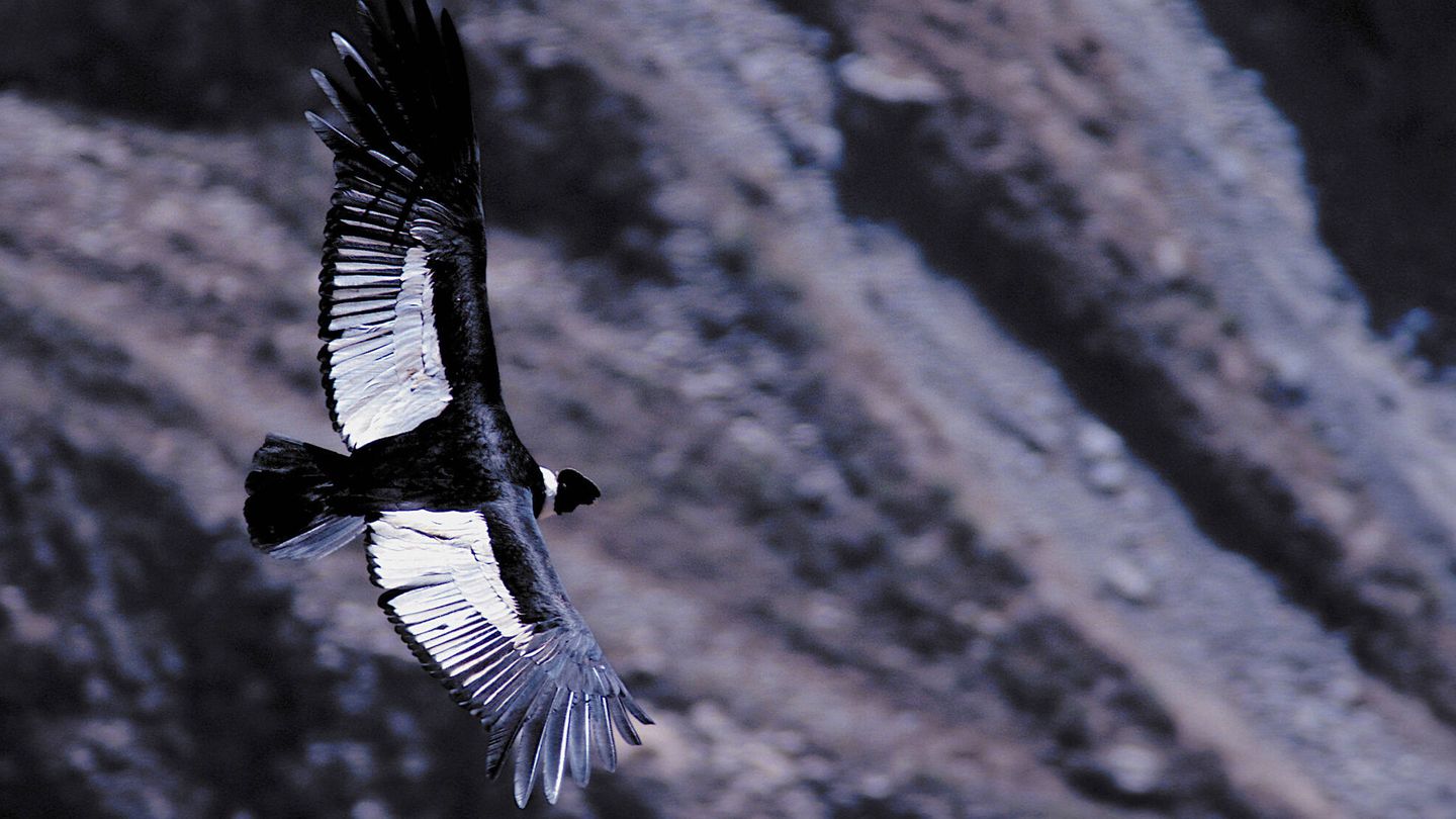 Un cóndor andino con sus alas extendidas. (Andoni Canela)