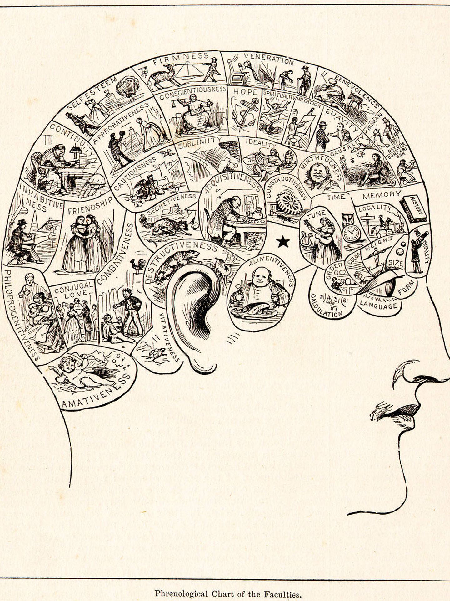 Una ilustración del siglo XIX típica sobre frenología