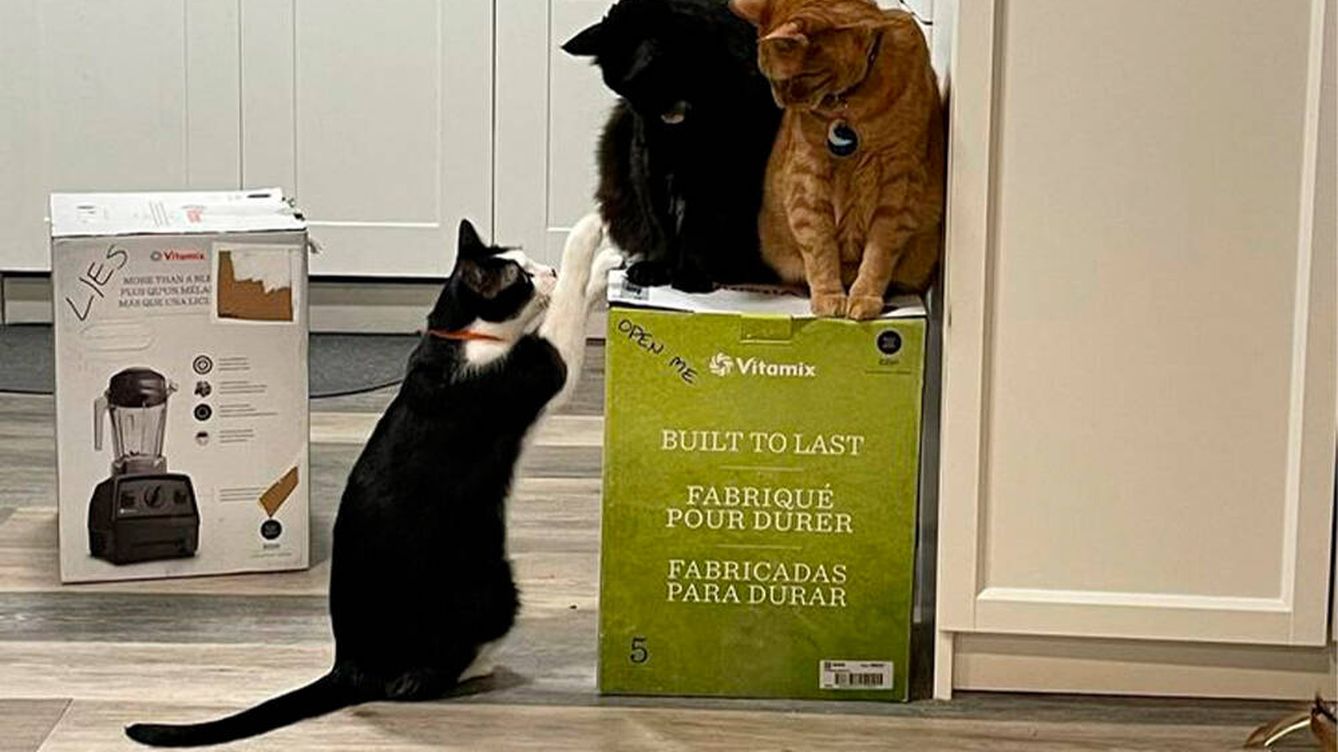 Drama en la cocina: tres gatos secuestran la licuadora que una pareja compró el Black Friday