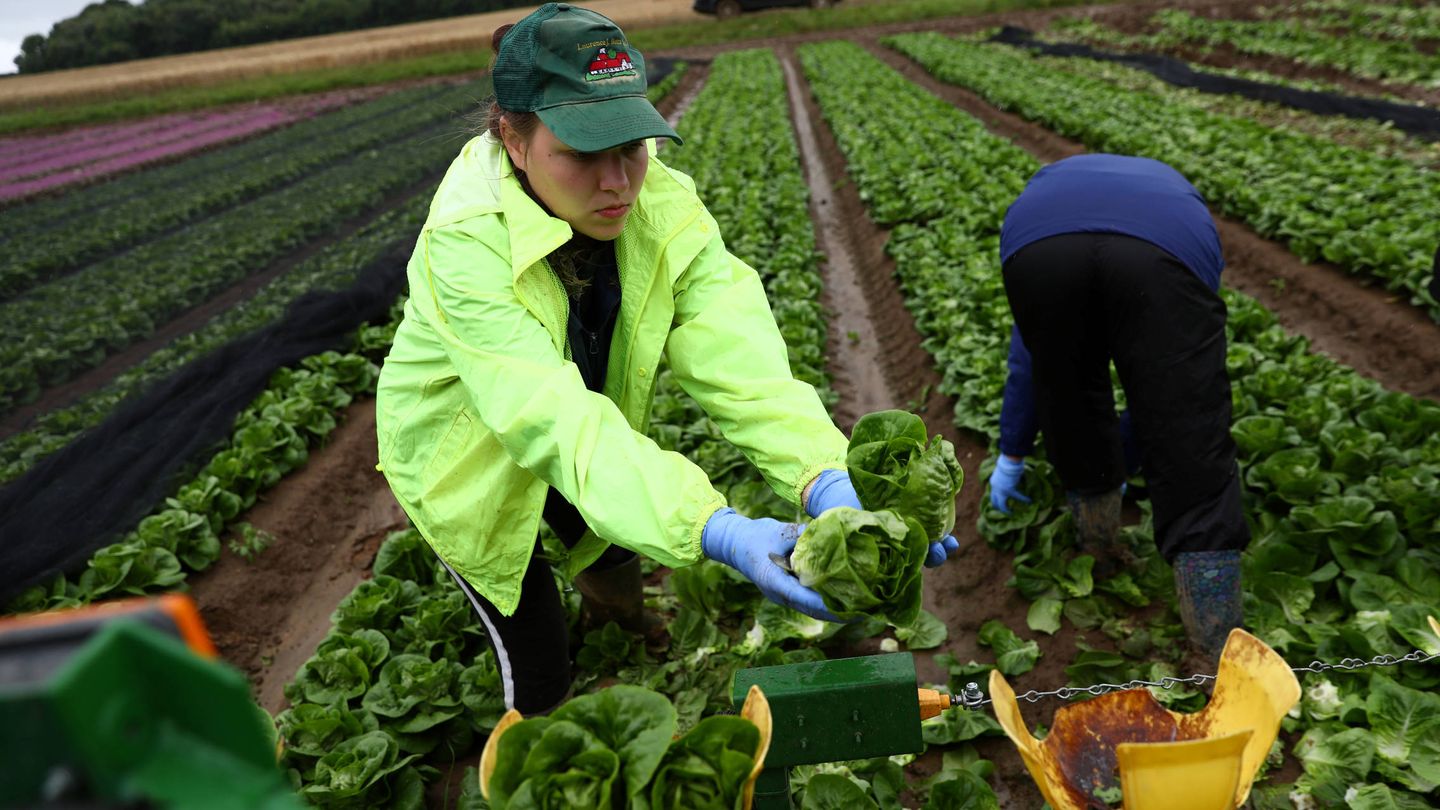 Trabajadores inmigrantes en una granja de Kent, Reino Unido. (Reuters)