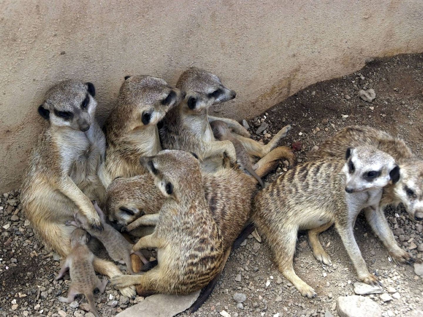 Un grupo de suricatas (Foto: EFE)