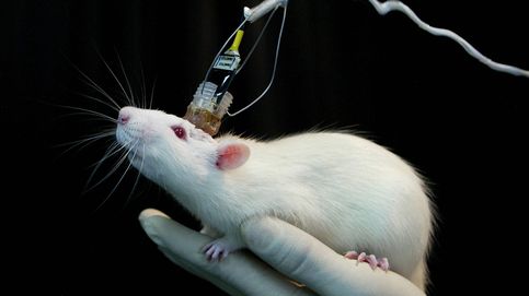 Células humanas en embriones de ratas: los nuevos híbridos que producirá Japón