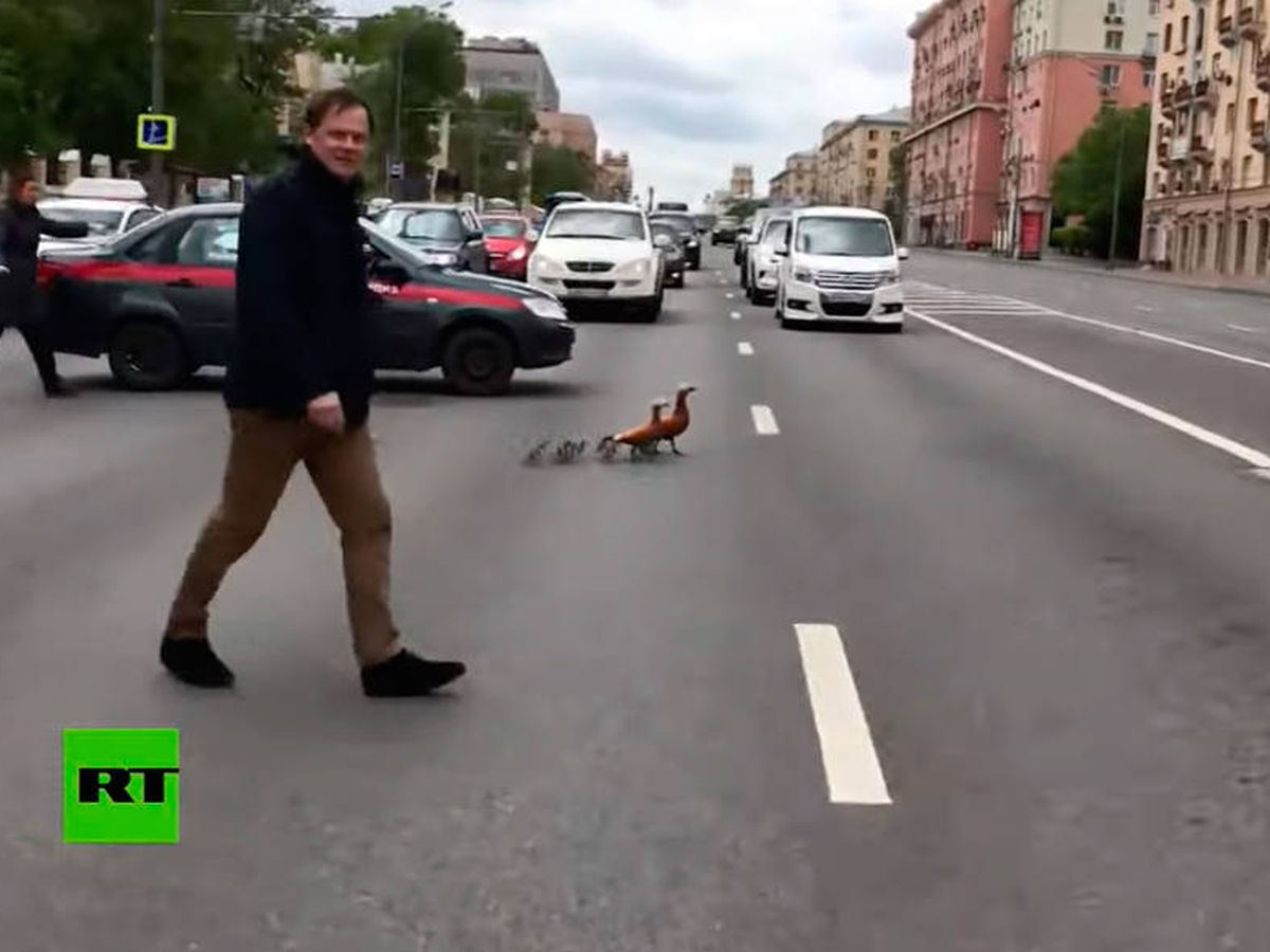 Foto: Los patos cruzaron a salvo la avenida gracias a la policía rusa (Foto: YouTube)