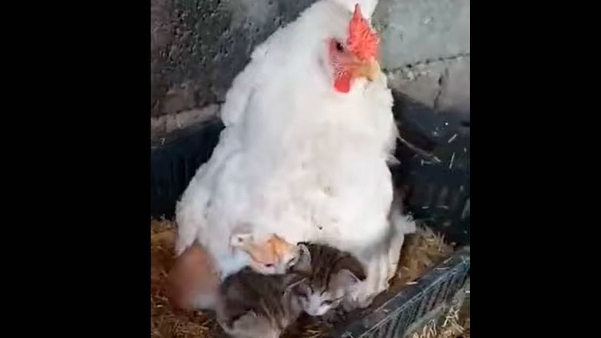 El vídeo más tierno del día: una gallina incubando a sus tres... ¡¡¡gatitos!!!