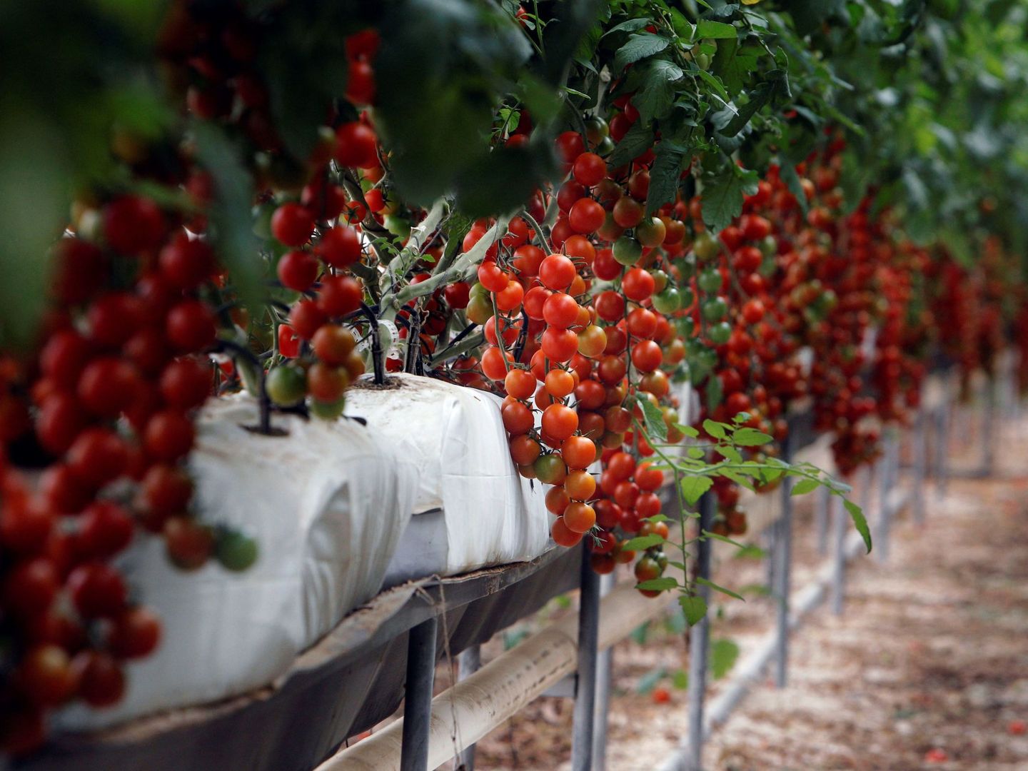 Plantación de tomate cherry, la variedad estrella de Marruecos. (EFE)