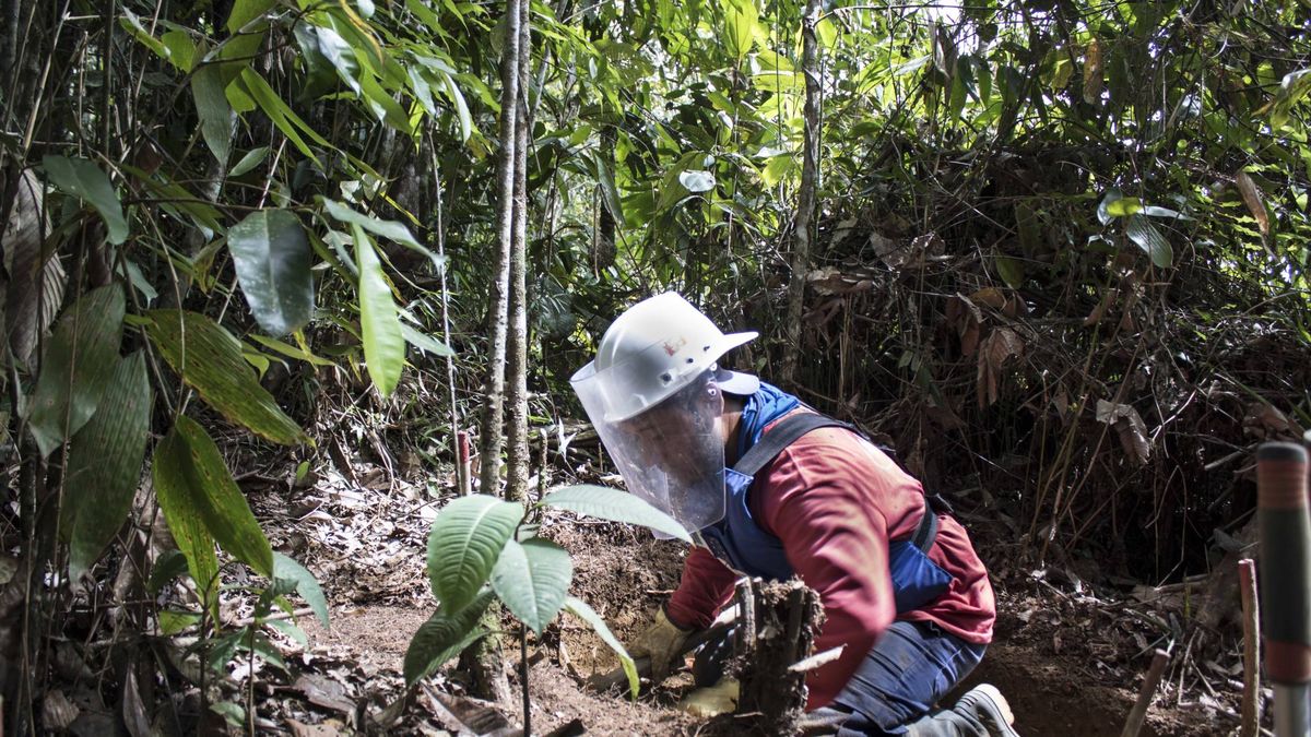 Colombia ante la paz: el guerrillero que quita las minas que él mismo plantó
