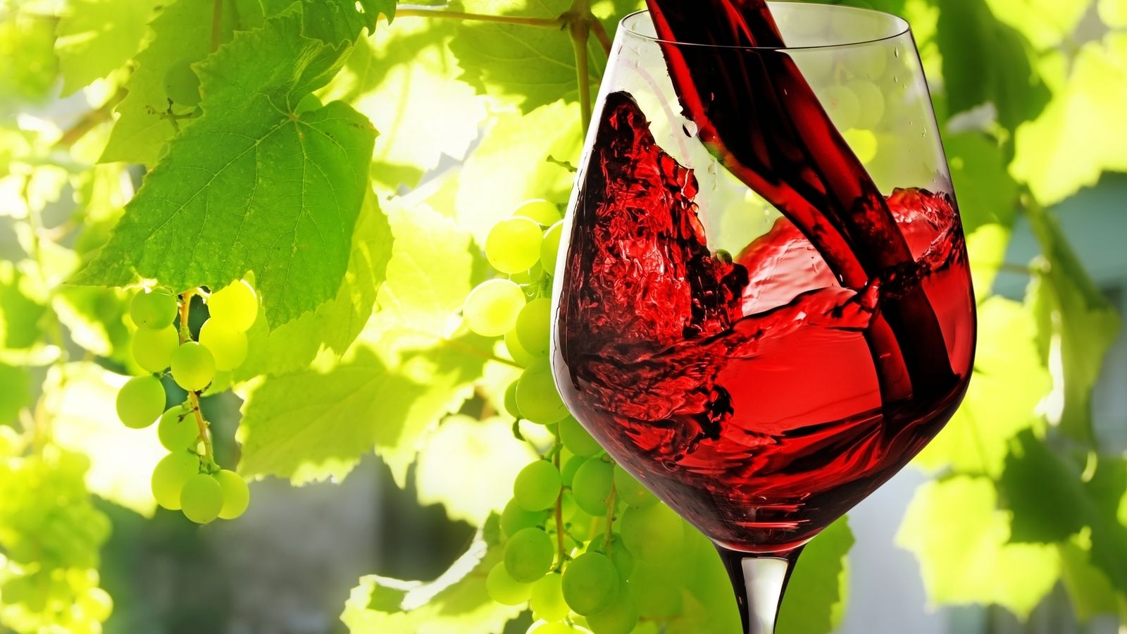 Foto: España es líder en exportaciones de vino.