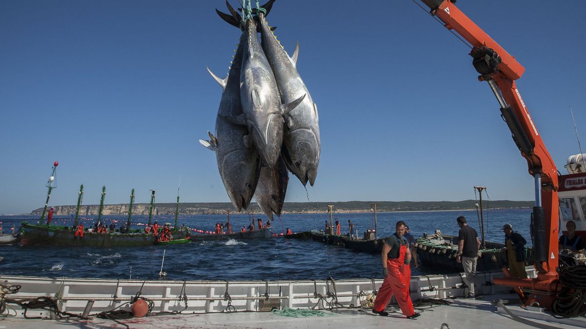 Pescadores anuncian paros ante la propuesta de reducir días de pesca en el Mediterráneo 