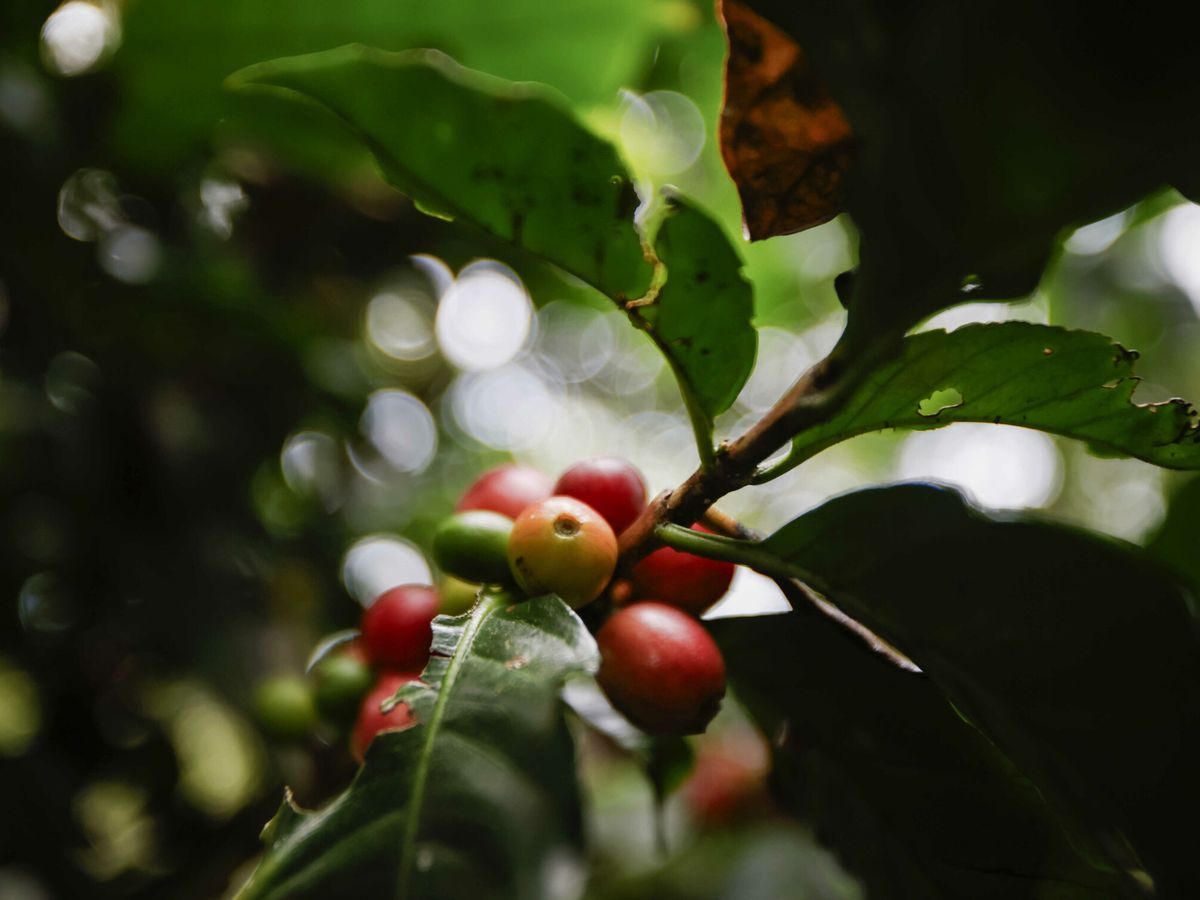 Foto: Una planta de café protegida por la sombra del bosque. (EFE/Jeffrey Arguedas)
