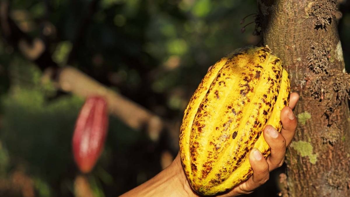 Este es el viaje que hace el cacao de ColaCao desde el trópico