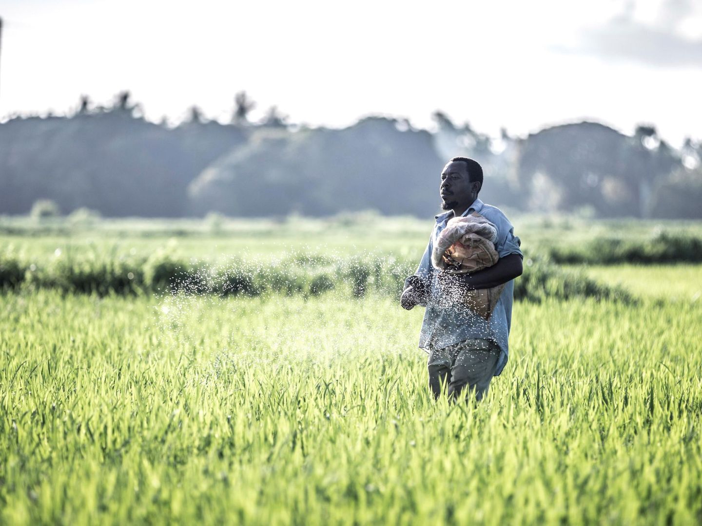 Un agricultor pasea por los arrozales donde también los mosquitos depositan sus huevos (EFE)