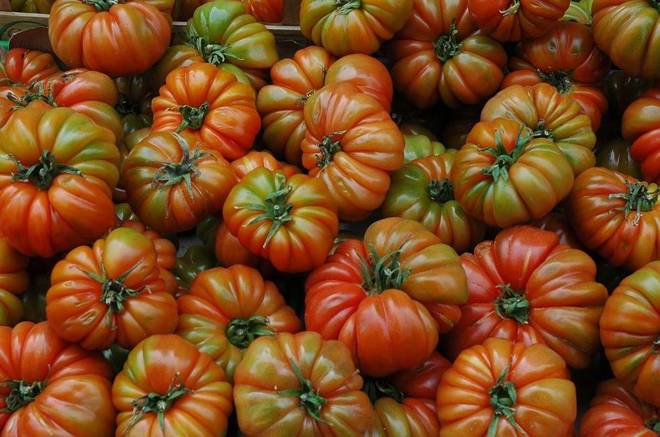 Tomates raf.
