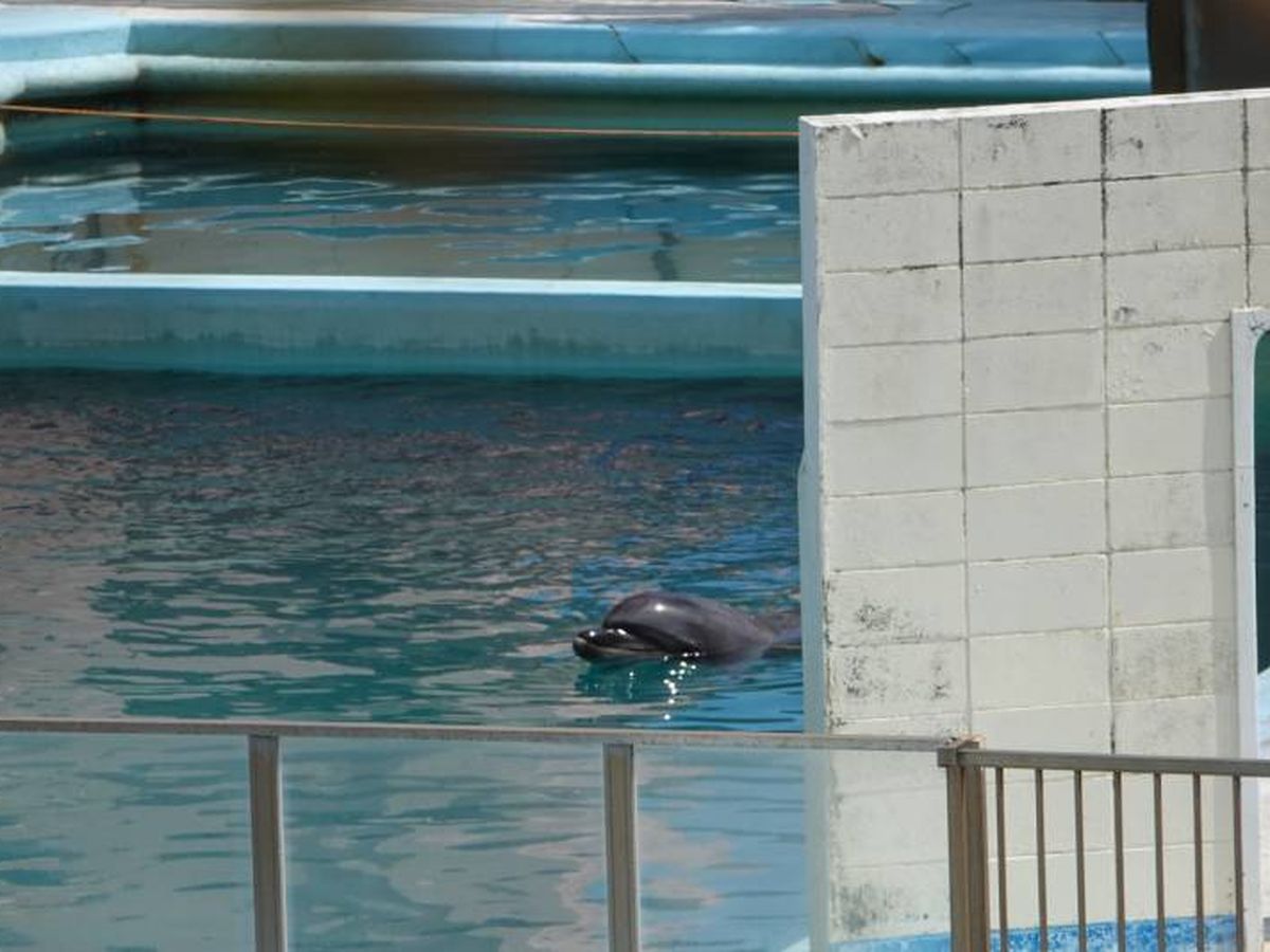 Foto: Honey, en su piscina. Foto: Dolphin Project