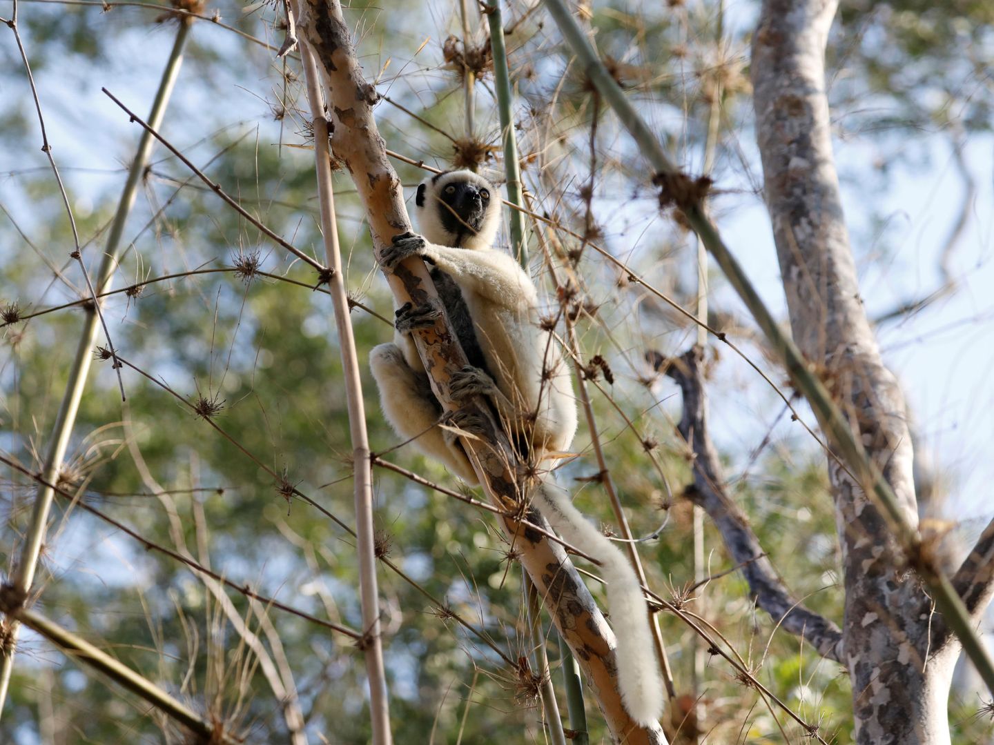 Un lemur sifaka de Verreaux, en Kirindy (Madagascar), en septiembre de 2019 (Reuters)