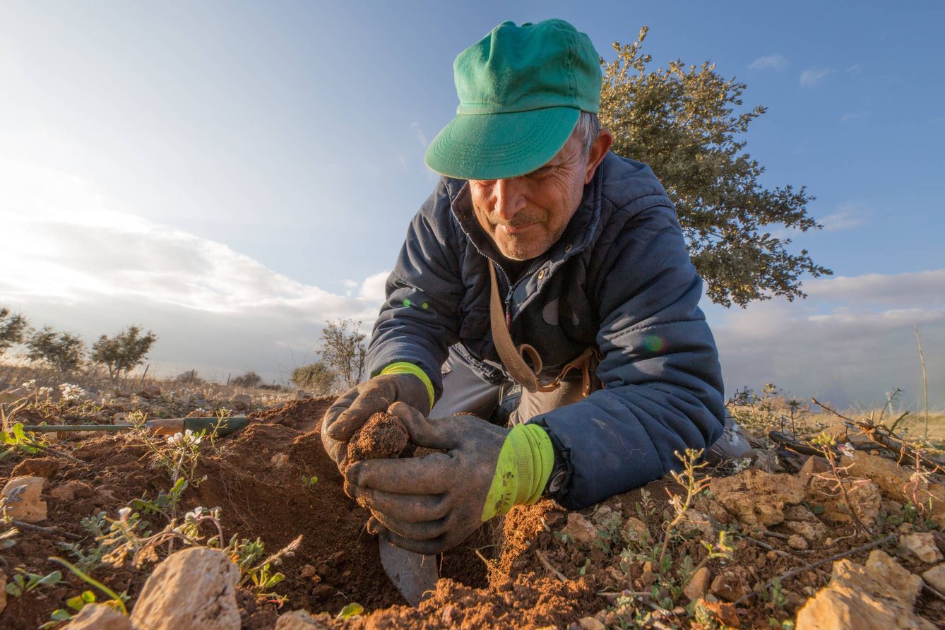 Foto: Un agricultor extrae una trufa de su explotación en Teruel. (David Brunat)