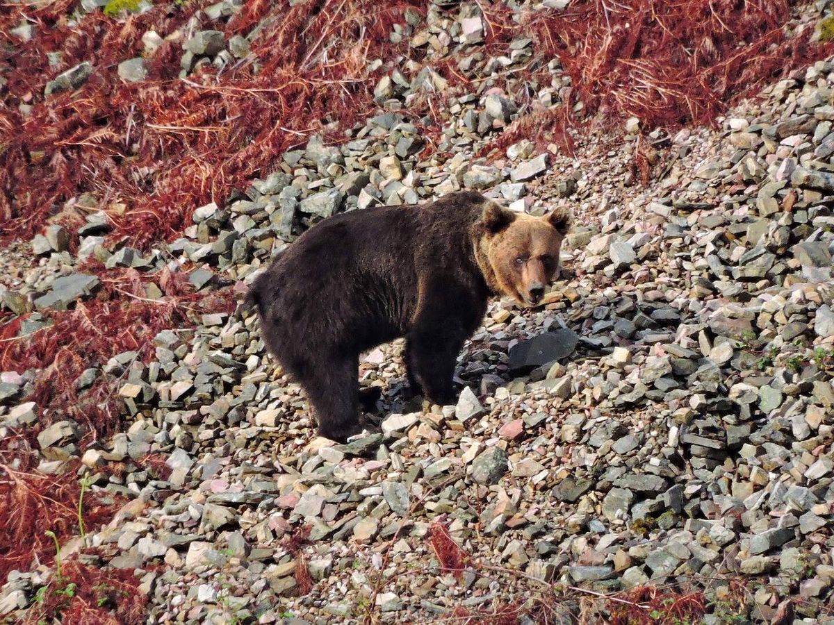 Foto: Un oso pardo en la montaña (Víctor García).