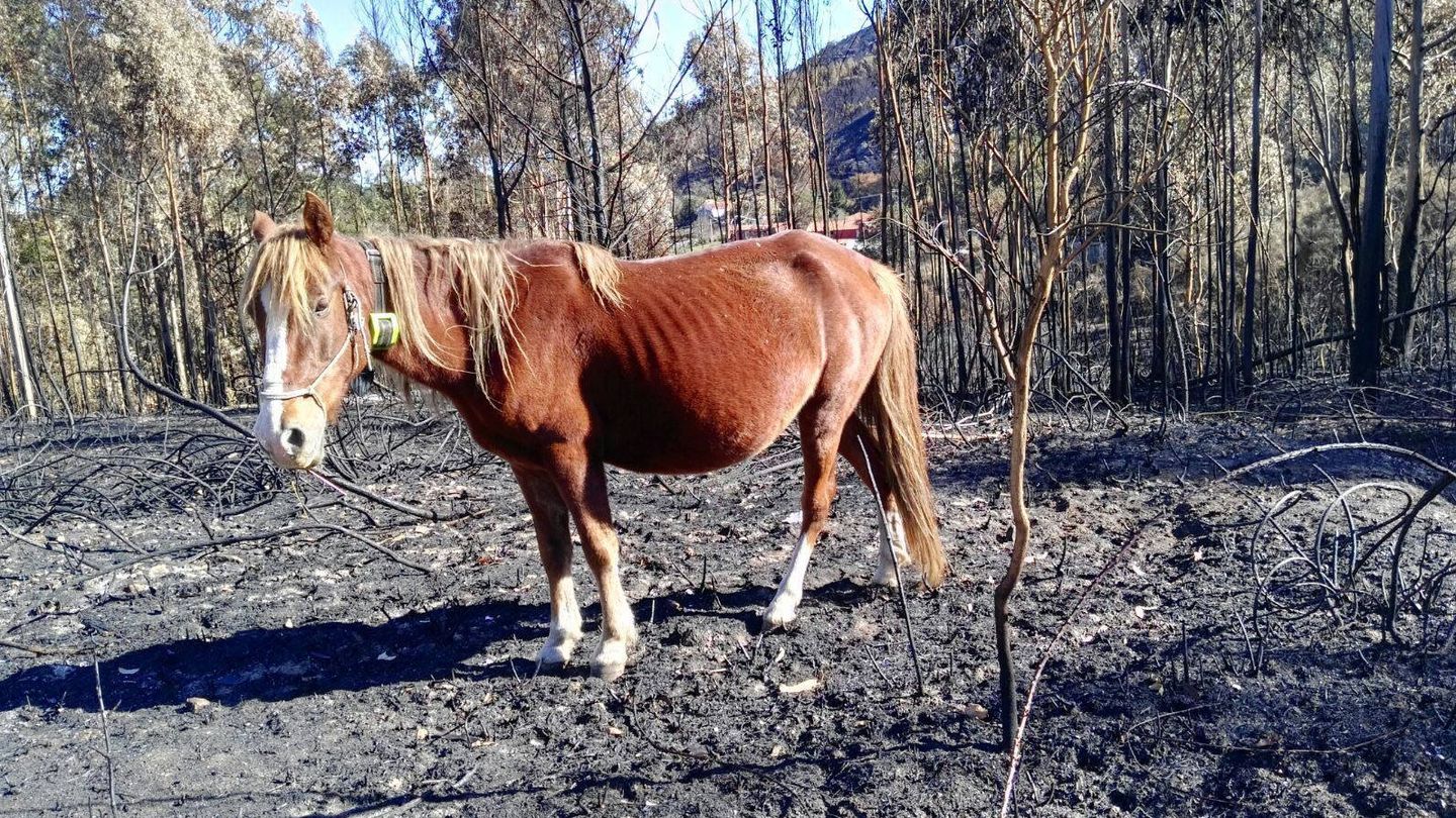 Uno de los caballos de Iván González que sobrevivió al incendio de Pazos de Borbén (Iván González)