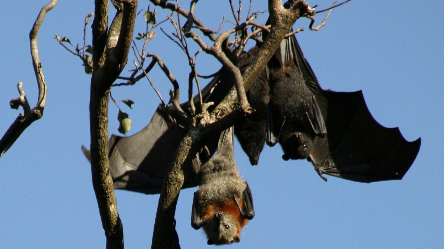 Los murciélagos son uno de los principales reservorios de los coronavirus. (Foto: EFE)