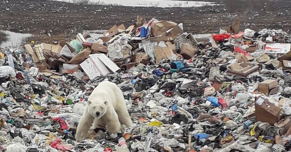 Foto: Una osa polar se desplaza cientos de kilómetros desde su hábitat natural hasta la ciudad industrial de Norilsk, en Rusia, en busca de alimento. (Reuters)