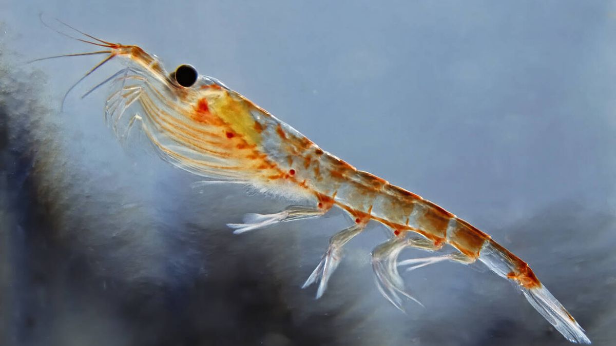 Los crustáceos que son capaces de reciclar los desechos de la acuicultura