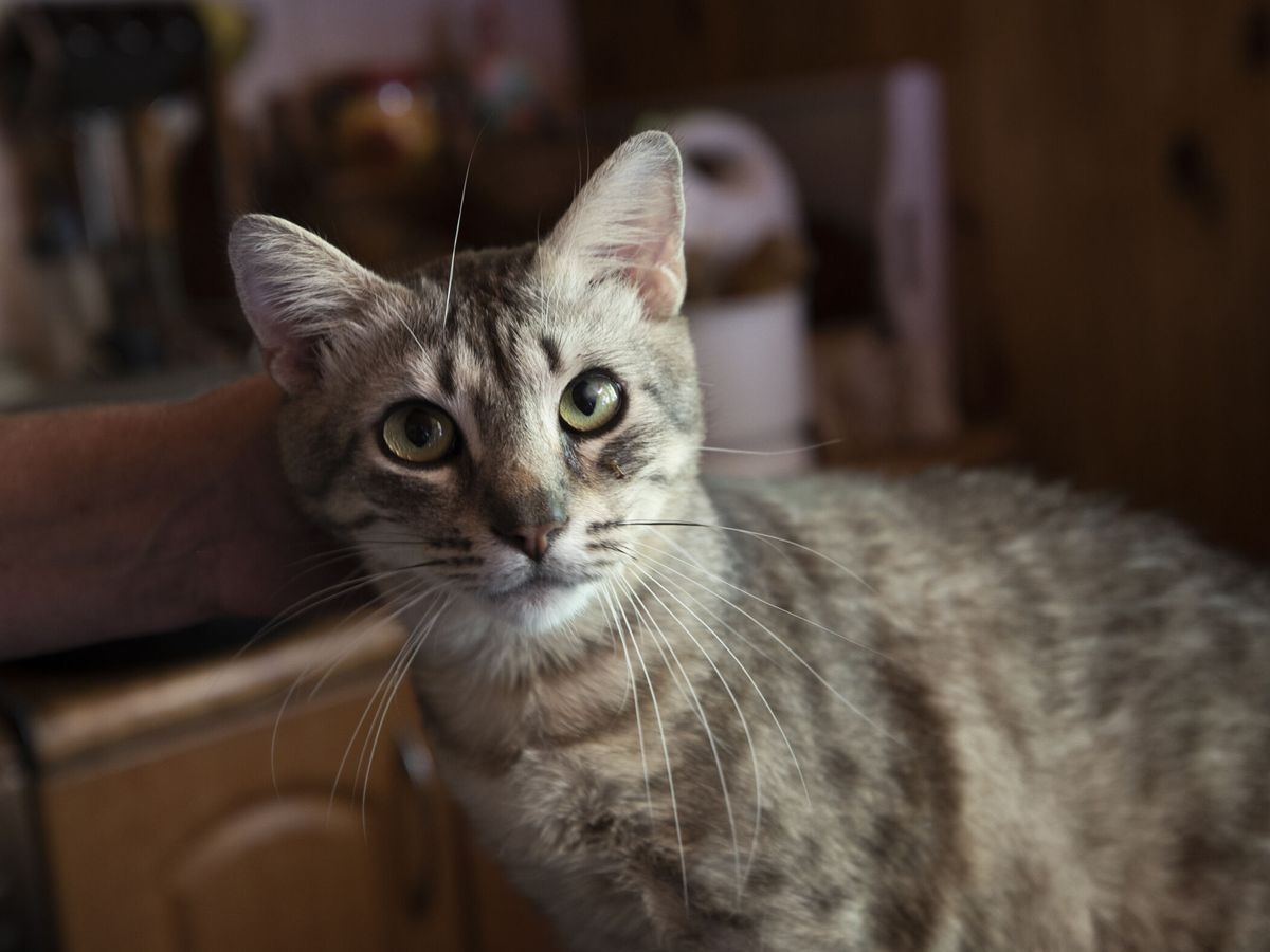Foto: ¿Tu gato te mira fijamente? Descubre aquí las razones (EFE/Orlando Barría)