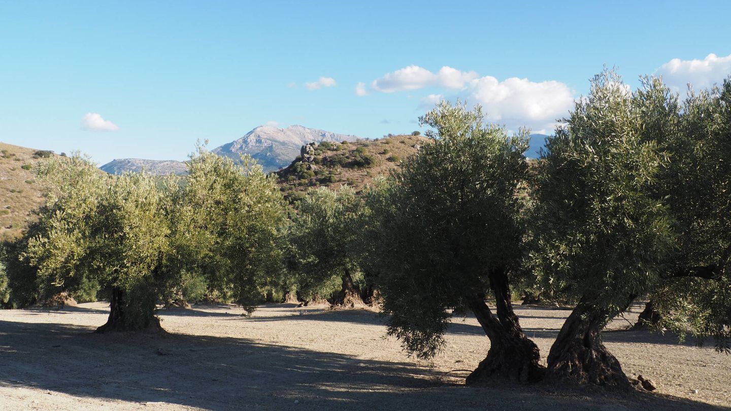 Olivos de la finca Arroyovil, en Jaén, propiedad de la familia Martínez-Bordiú. (Cortesía)
