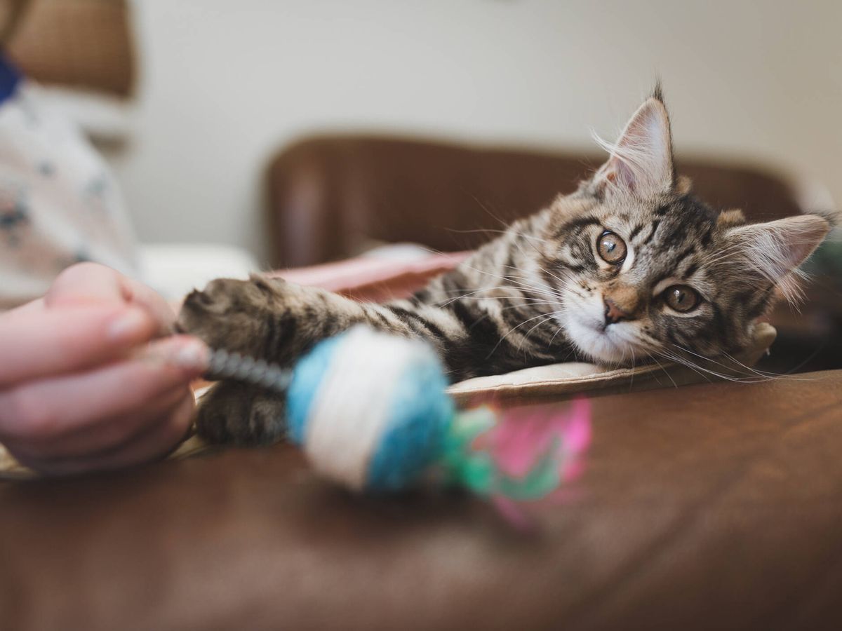 Foto: Las 10 actividades que vuelven loco a tu gato (Fuente: iStock)
