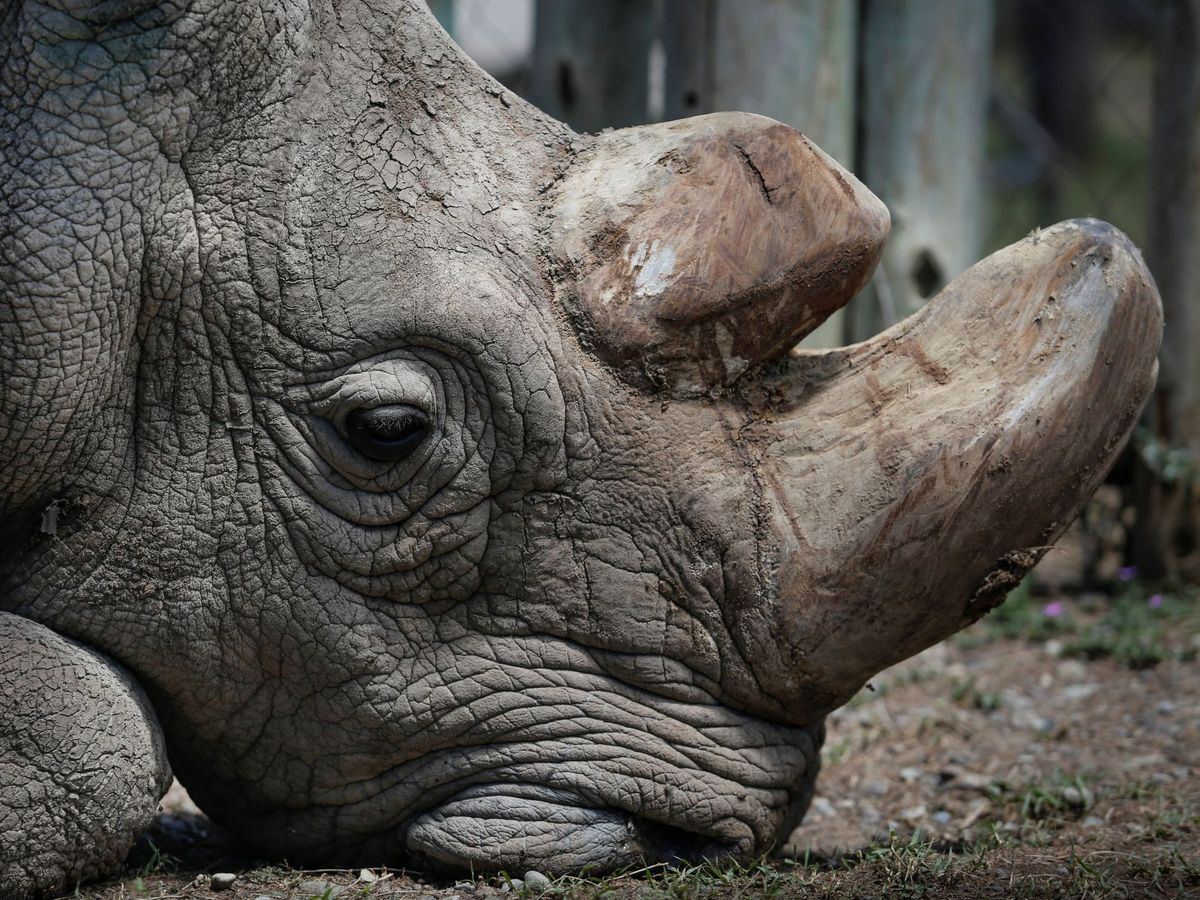 En 1977, algo parecido a un rinoceronte nació en un zoo: hoy sabemos ...