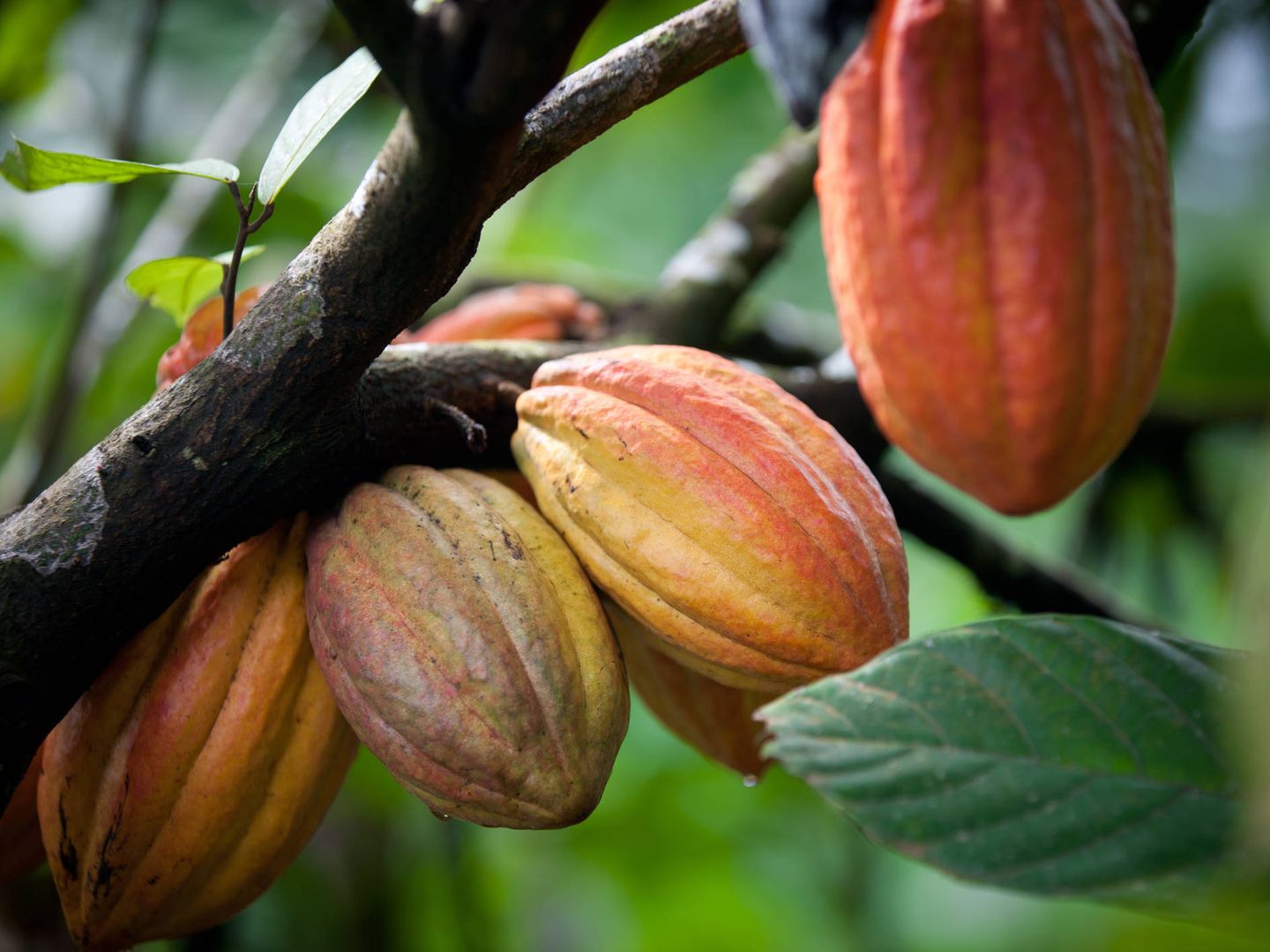 La planta del cacao tendrá que plantarse en altitudes más altas. (iStock)