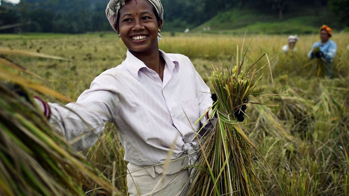 ¿Problemas con el arroz? India, que vende el 40% mundial, amenaza con frenar el suministro 
