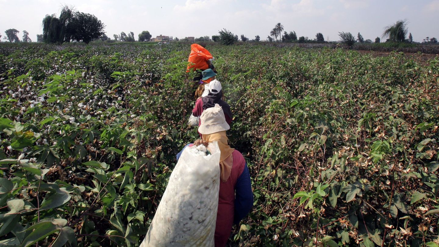 Un cultivo de algodón en Egipto. (EFE)