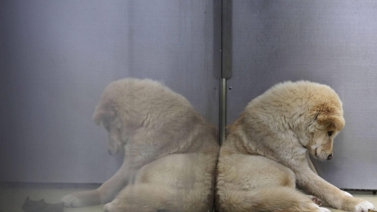 Una mascota en la perrera no durará más de 72 horas (Reuters)