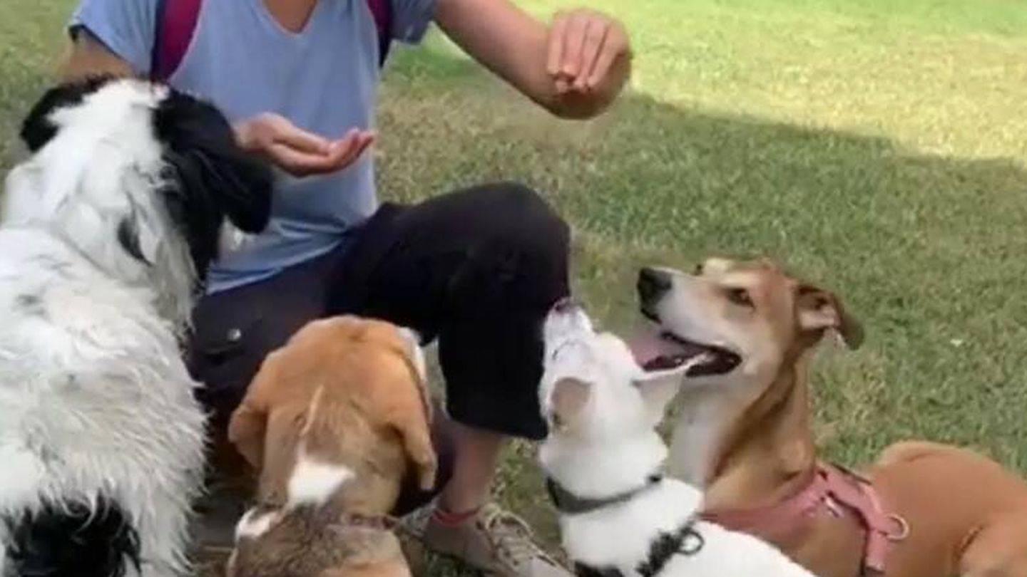 Un grupo de perros atentos de recibir su recompensa (cortesía Ío Almagro)