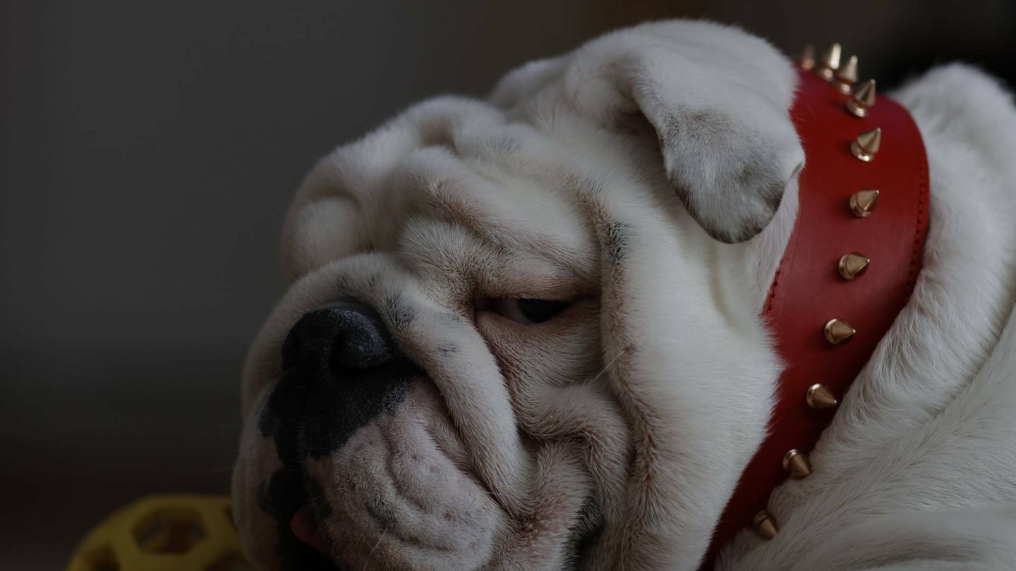 El modelo e influencer bulldog inglés White Valentino luce un collar de piel con adornos de pinchos metálicos de Sr. Marqués.