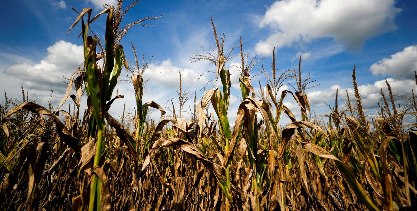 Las pérdidas agrícolas son ya inmensas. (Reuters/Agustin M.)