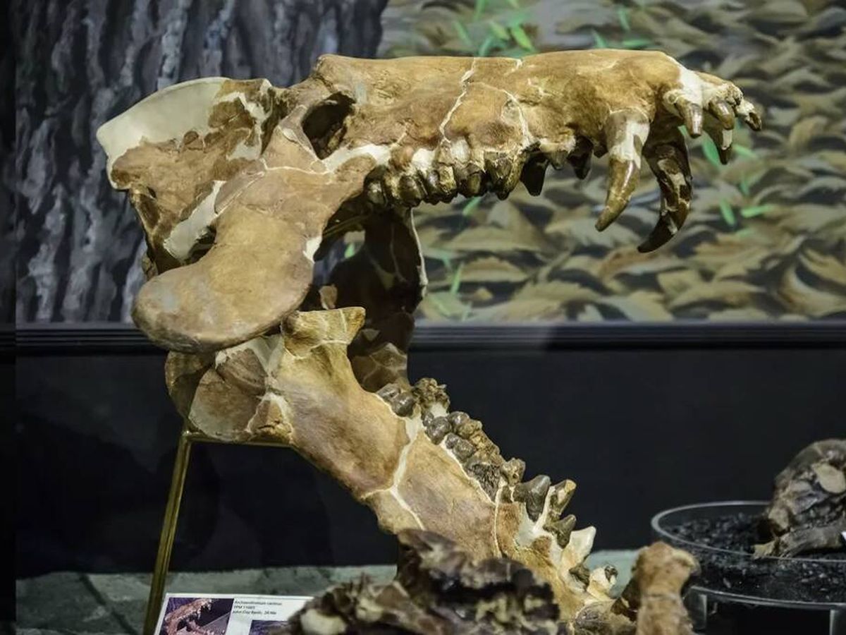 Fósseis confirmam a presença do mamífero Entelodon na Espanha há 30 milhões de anos