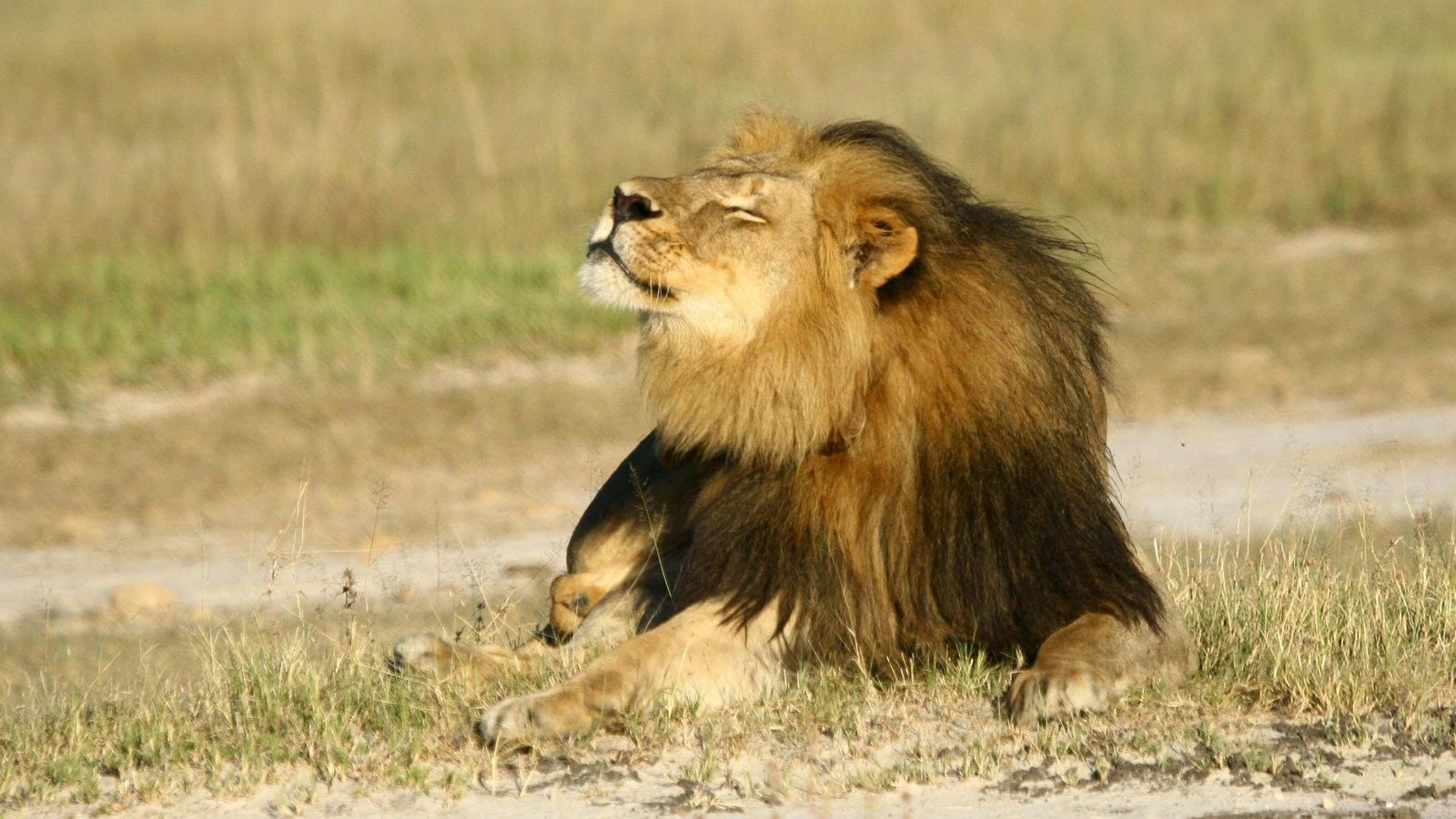 Foto: 'Cecil', el león abatido por el dentista americano. (Reuters)
