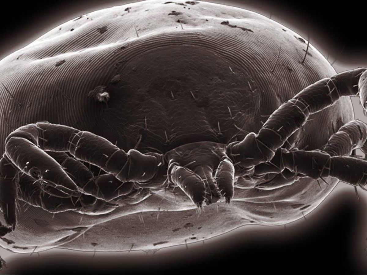 Foto: Garrapata vista al microscopio electrónico de barrido