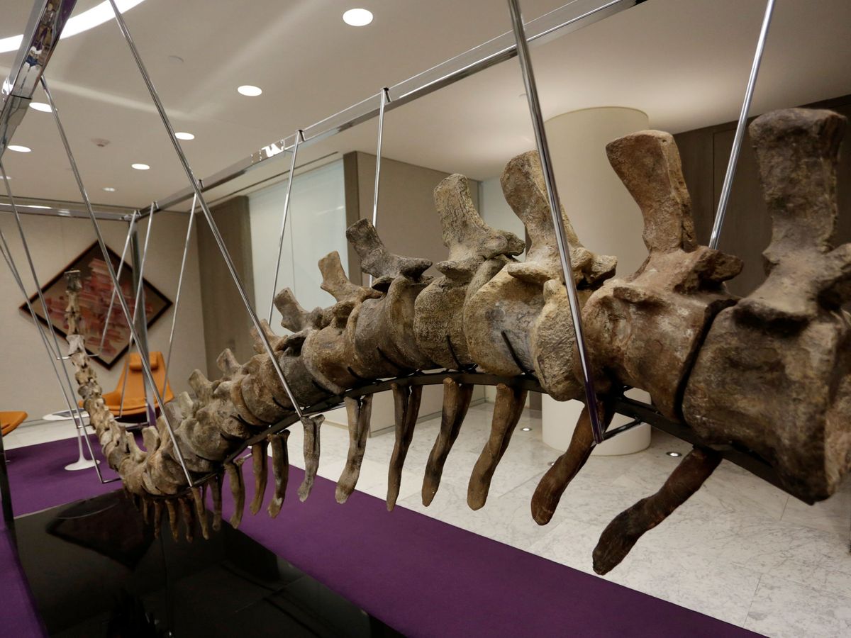 Foto: Los restos tendrían una antigüedad de unos 145 millones de años. (Reuters/Daniel Becerril)