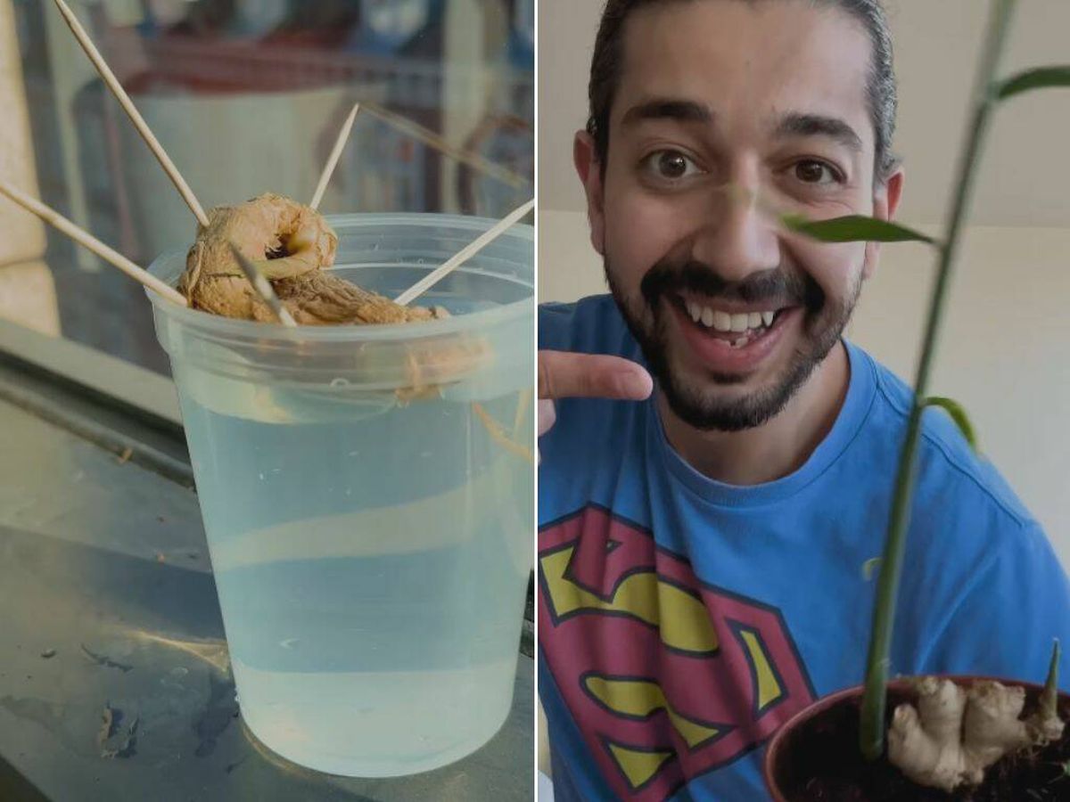 Foto: Este 'instagramer' muestra cómo conseguir una planta para tener jengibre infinito (Instagram/@creative_explained/)