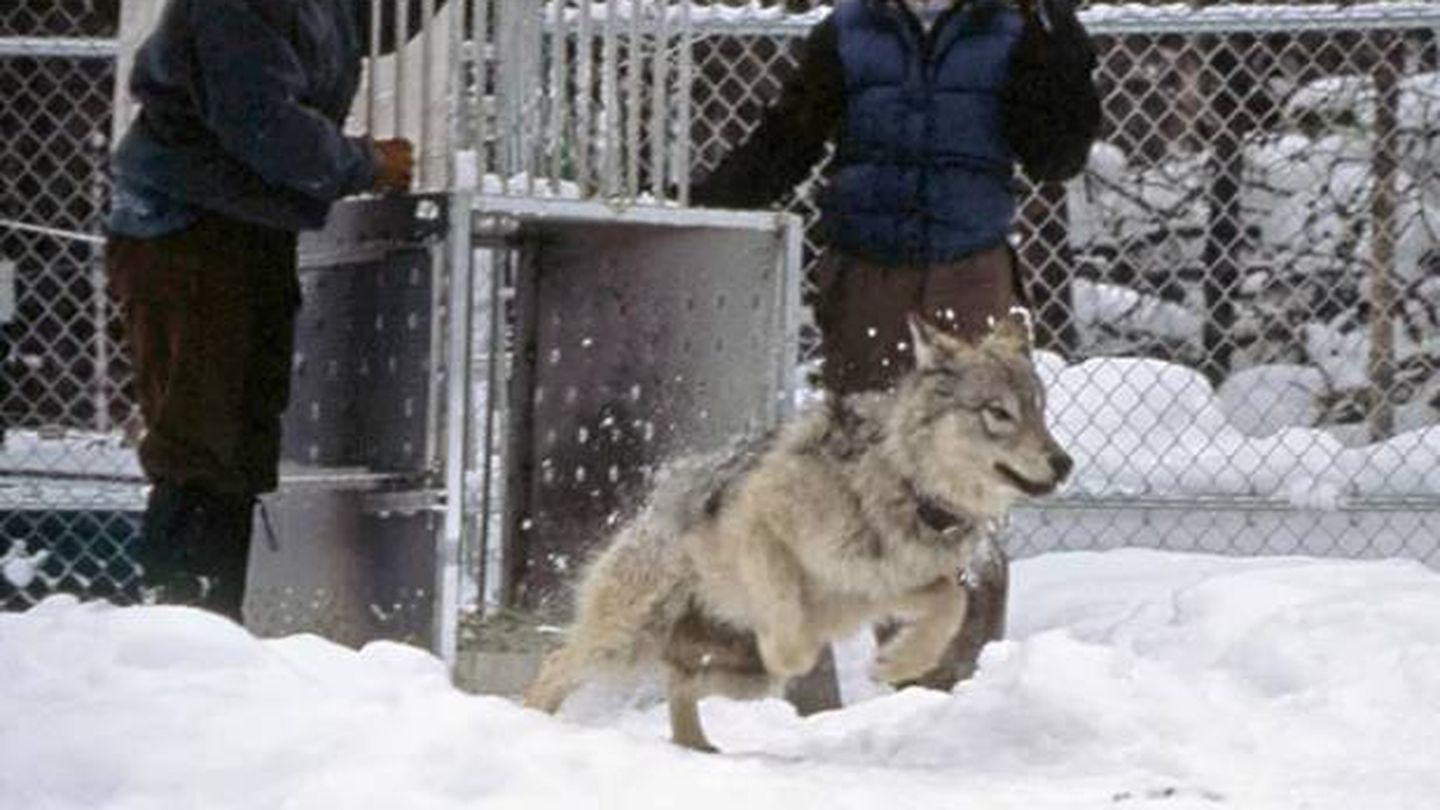 Soltando a un lobo en 1997 (yellowstonepark.com)