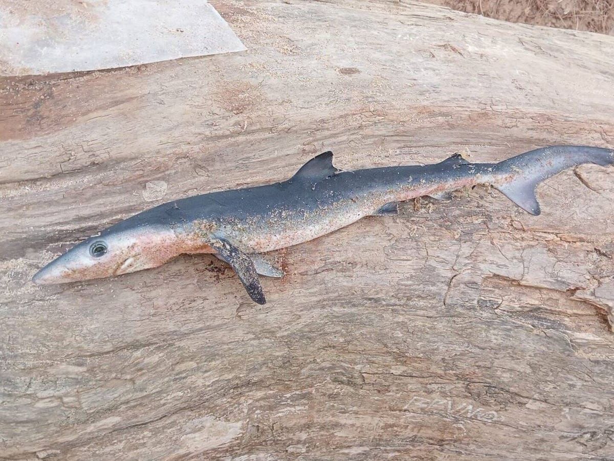 Foto: Foto de la cría de tiburón muerta. (Ayuntamiento de Ferrol)
