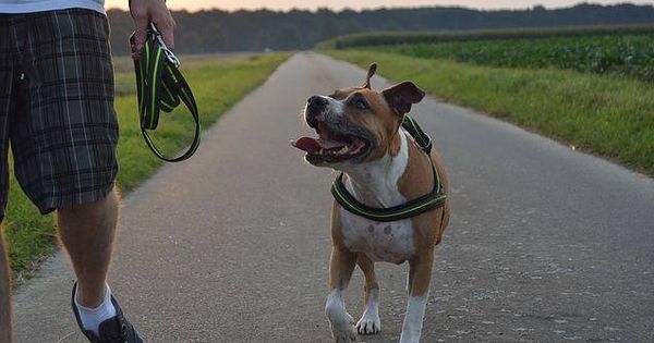 Foto: Perro de raza pitbull junto a su dueño (Pixabay)