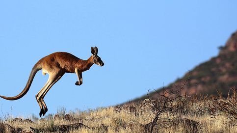 Canguro rojo, el más grande de los marsupiales